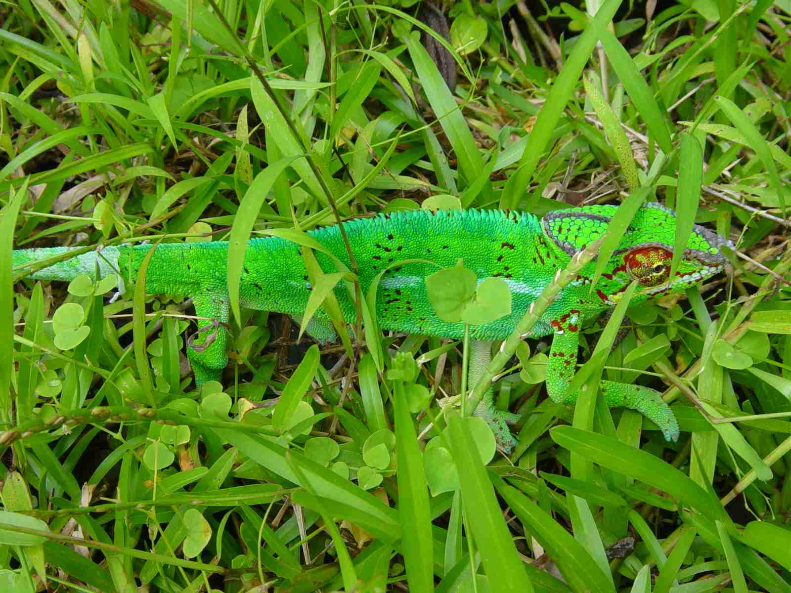 Un endormi (cam&eacute;l&eacute;on local)