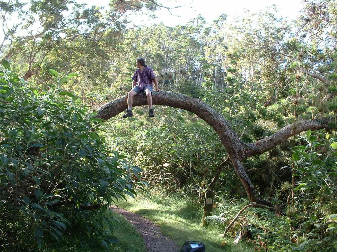 En haut de mon arbre...