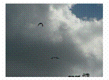 Roussettes (chauves-souris)